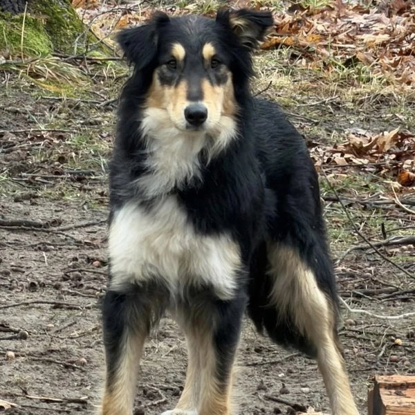 Bindi