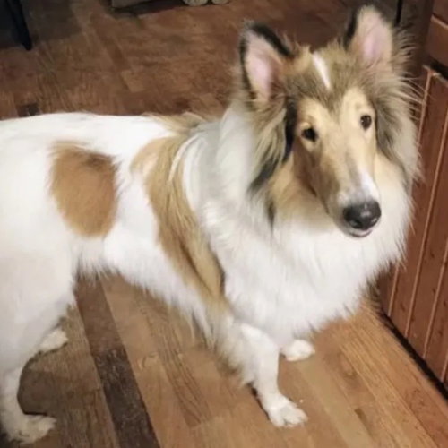 picture of the dog needing adoption