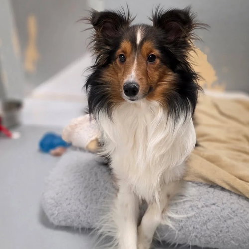 picture of the dog needing adoption
