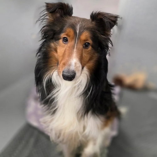 picture of the dog needing adoption