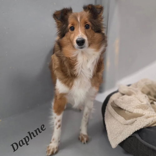 picture of the dog needing adoption