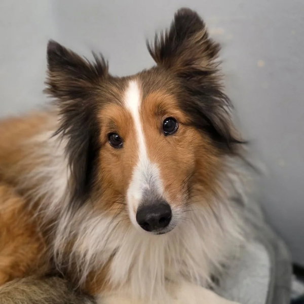 Peanut Adoption pending