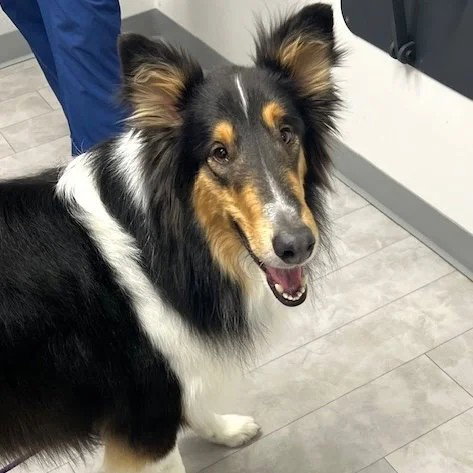 Duke, an adoptable Collie in Dublin, OH