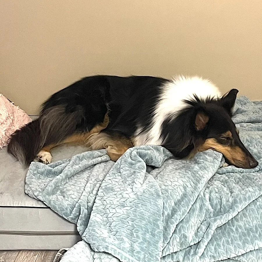 Stevie Nicks-adoption pending
