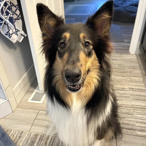 Stevie Nicks-adoption pending