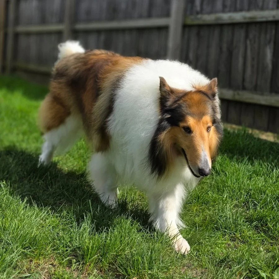 Carver-adoption pending
