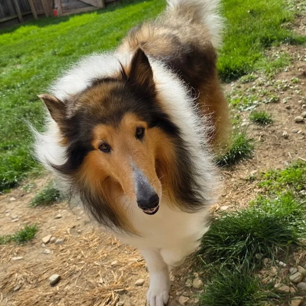Carver-adoption pending