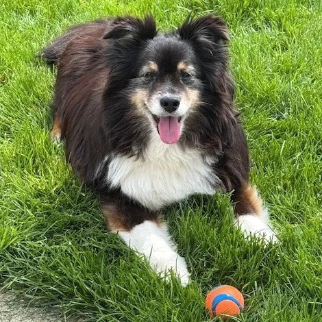 Bleu, an adoptable Shetland Sheepdog Sheltie in Dublin, OH