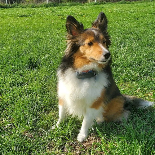 Luna, an adoptable Shetland Sheepdog Sheltie in Dublin, OH
