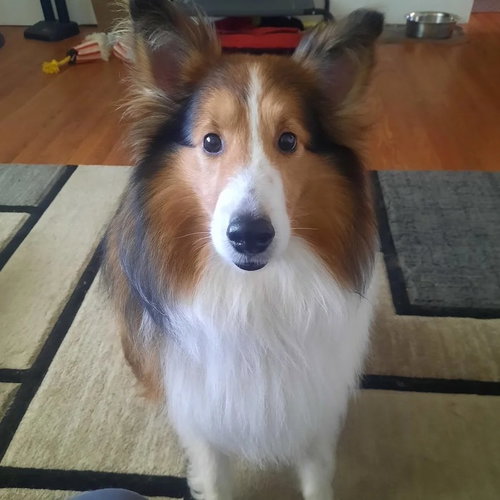 Hunter, an adoptable Shetland Sheepdog Sheltie in Dublin, OH