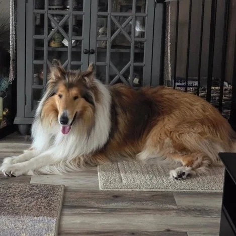 KONA - Collie available for adoption