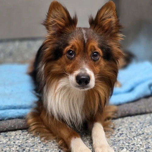 Ethan, an adoptable Shetland Sheepdog Sheltie in Dublin, OH