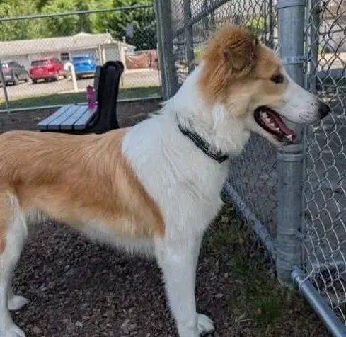 Muppet - Collie