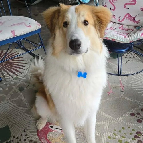 Photo 3 of Muppet