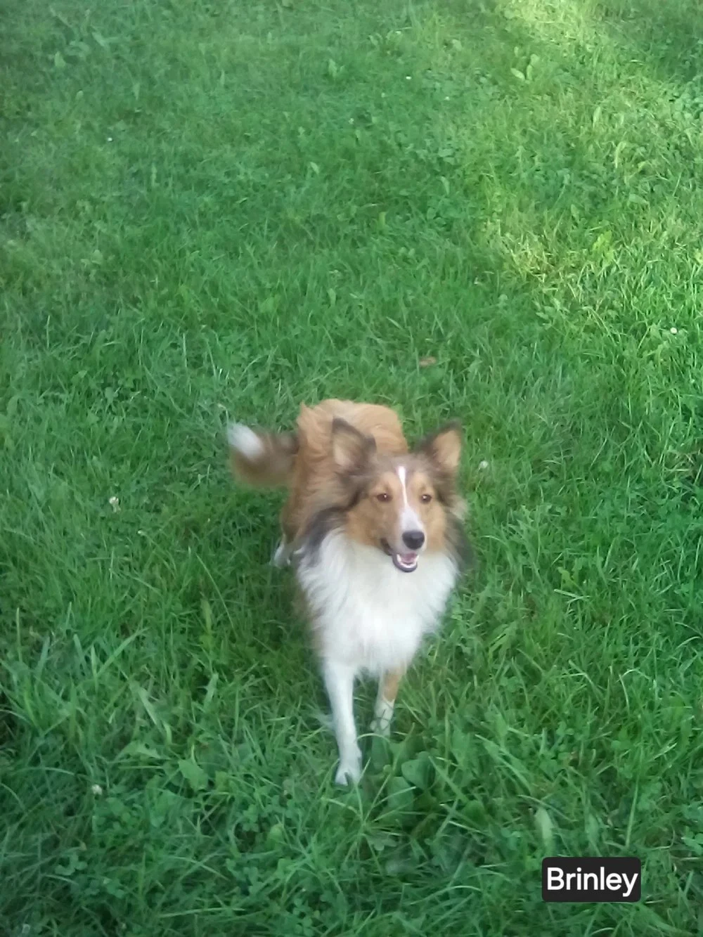Brinkley