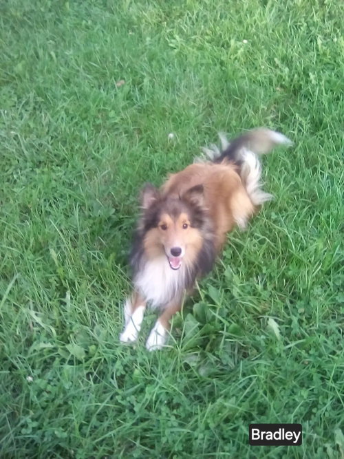 Bradley