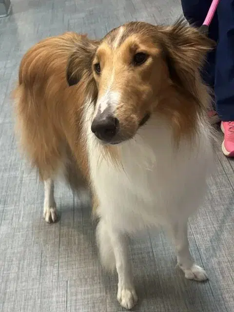 Lassie - Collie