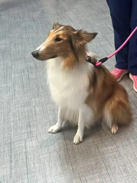 Lassie image 2