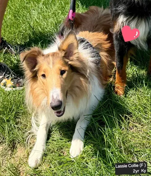 Lassie image 3