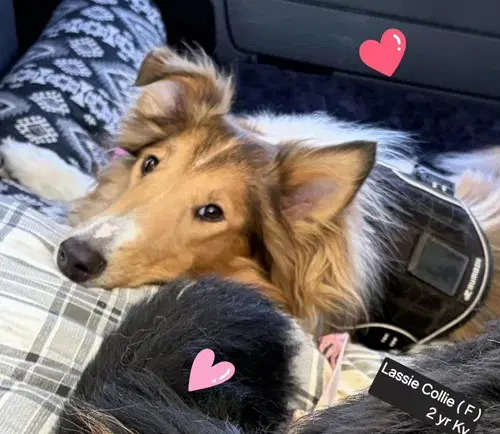 Lassie image 4
