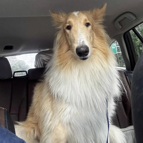 Archie, a dog for adoption from Almost Home Dog Rescue of Ohio
