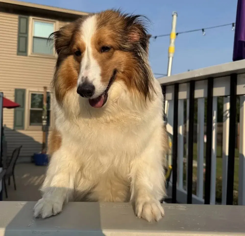 Sadie Grace - Shetland Sheepdog Sheltie