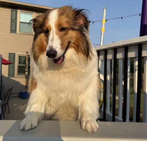 Sadie Grace, a dog for adoption from Almost Home Dog Rescue of Ohio