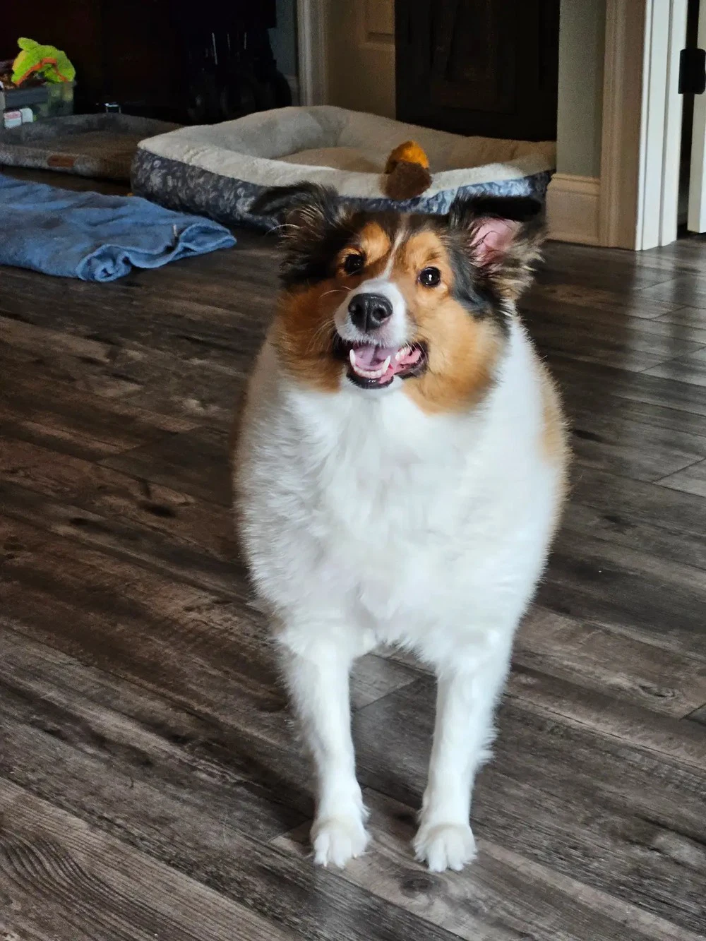 Annabel Adoption Pending