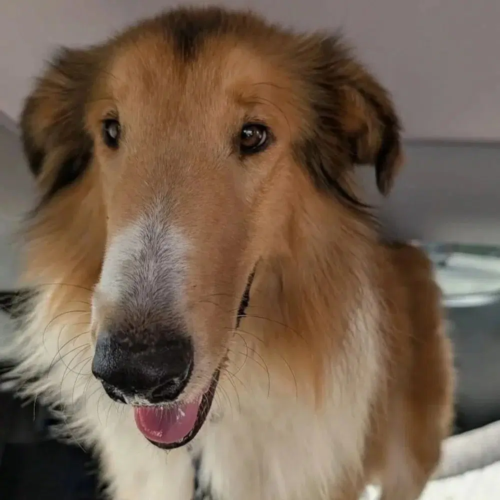 Zane - Collie