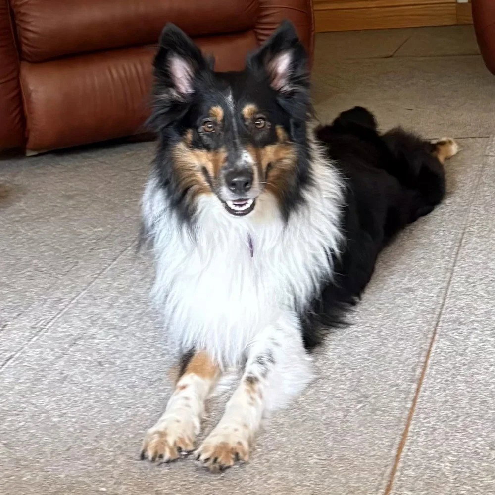 Sam, Collie
