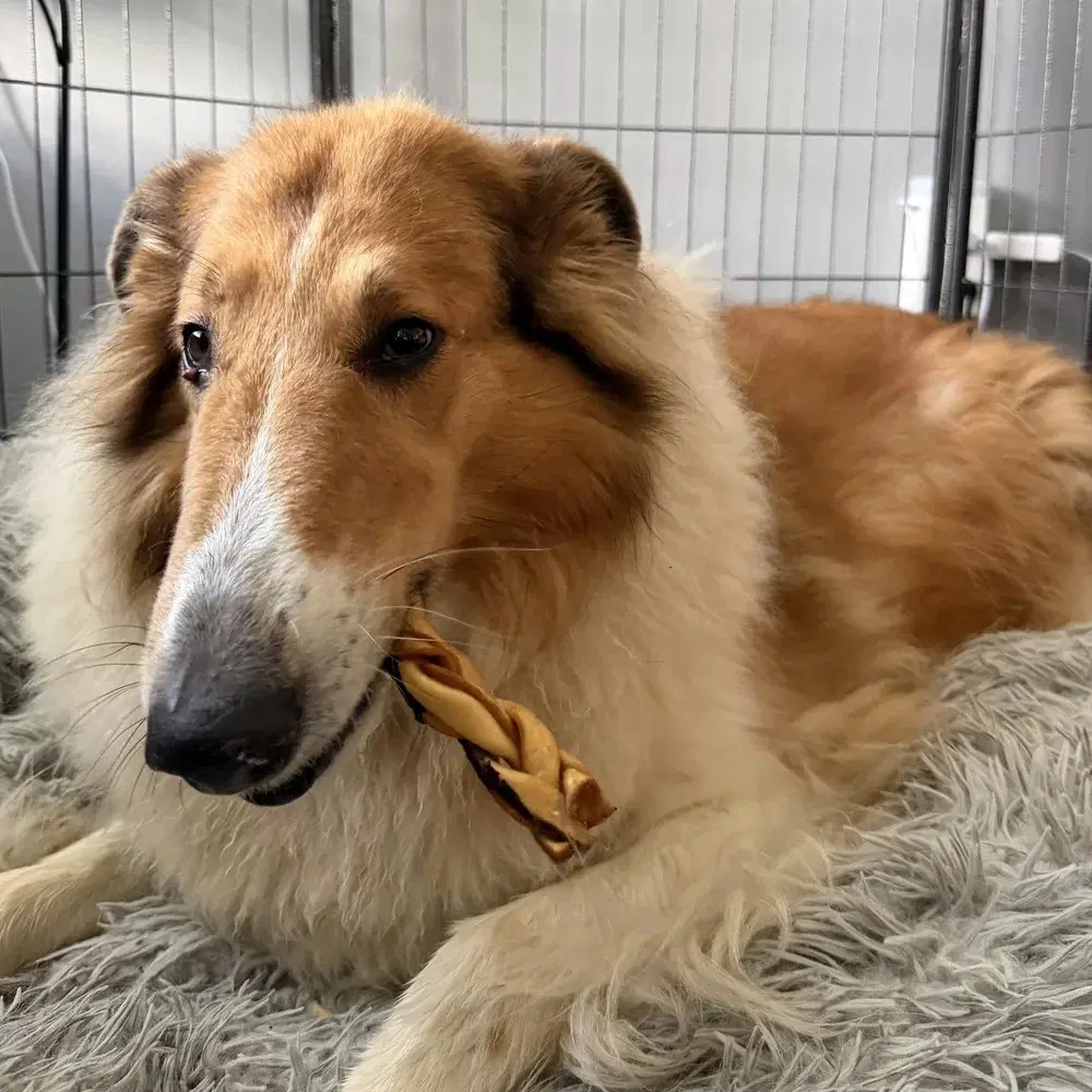 Daisy - Collie