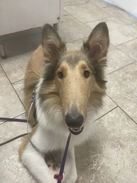 Morgan - Collie