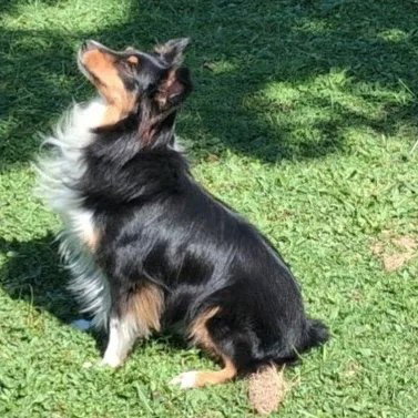 Smudge, Shetland Sheepdog Sheltie