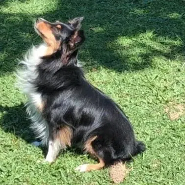 Smudge Adoption Pending - Shetland Sheepdog Sheltie