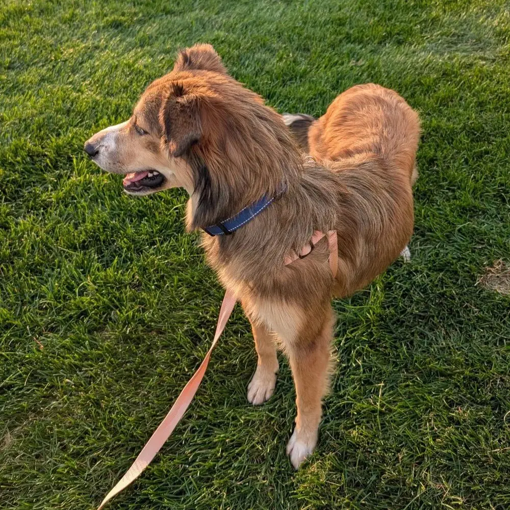 Maddie Adoption Pending - Shetland Sheepdog Sheltie