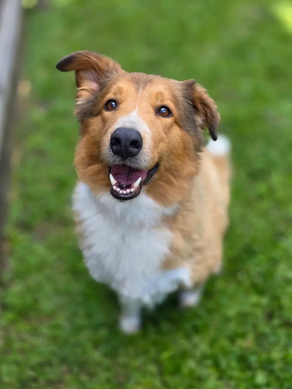 Lulu - Collie