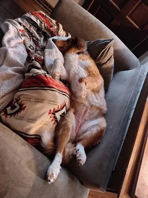 Lulu image 2