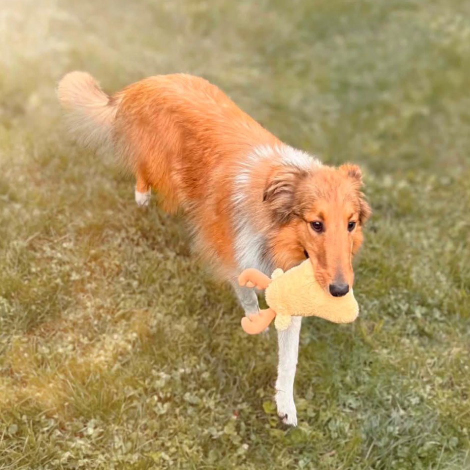 Lexi, Mixed Breed