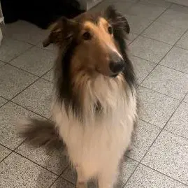 Rufus Adoption Pending - Collie