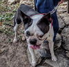 Rosco