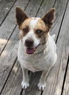 Pipper