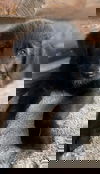 Caleb