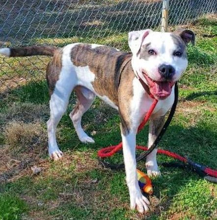 adoptable Dog in Newton, NC named DENVER
