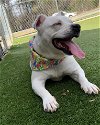 adoptable Dog in newton, NC named SNOWI