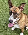 adoptable Dog in newton, NC named SAPPHIRE