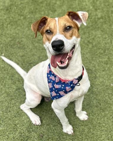 adoptable Dog in Newton, NC named CASTIEL