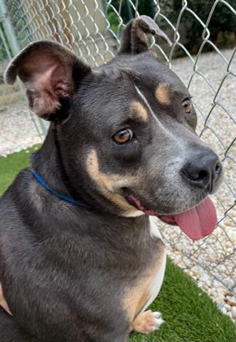 adoptable Dog in Newton, NC named JONAS