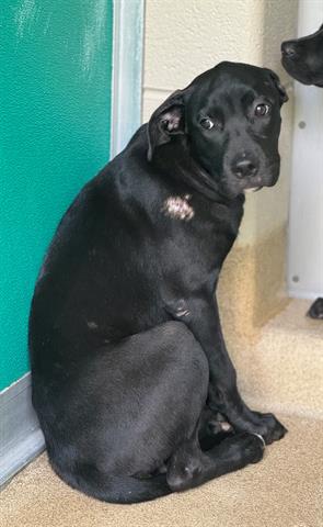 adoptable Dog in Newton, NC named SHIRLEY