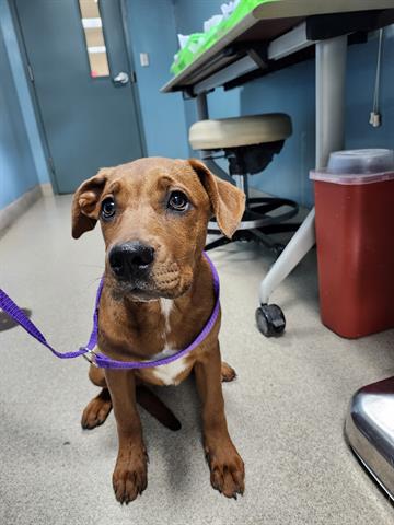 adoptable Dog in Newton, NC named HARMONY