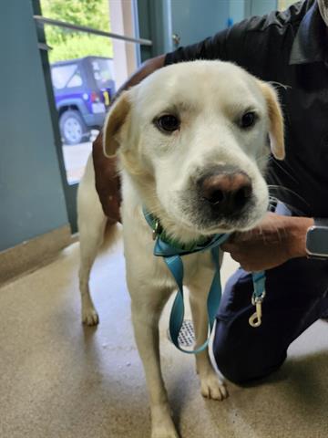 adoptable Dog in Newton, NC named CHARLIE